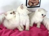En Güzel British Shorthair Yavrularımız