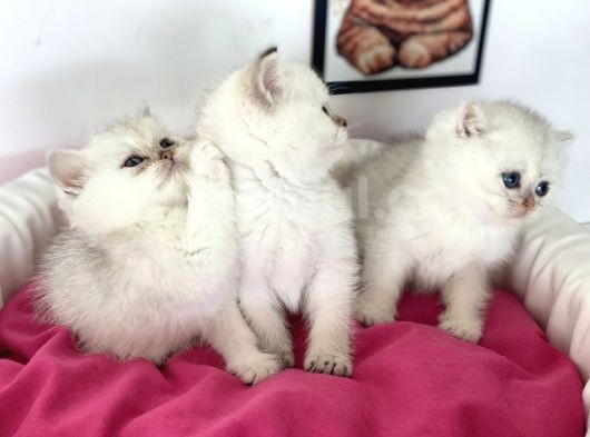En Güzel British Shorthair Yavrularımız görsel
