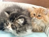 Anne Yanından En Güzel Iran Persian Yavrular