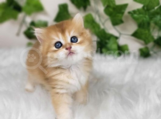 Efsane Tatlı Ny11 Golden British Long Hair görsel