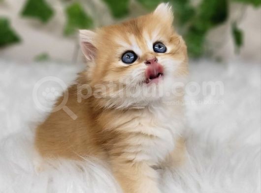 Efsane Tatlı Ny11 Golden British Long Hair görsel