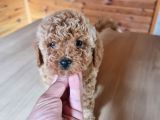 BEBEK YÜZLÜ POODLE