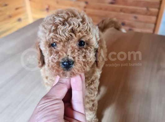 Bebek Yüzlü Poodle