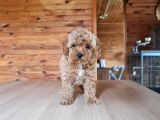 Bebek Yüzlü Poodle