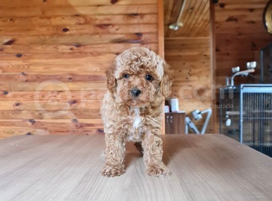 Bebek Yüzlü Poodle görsel