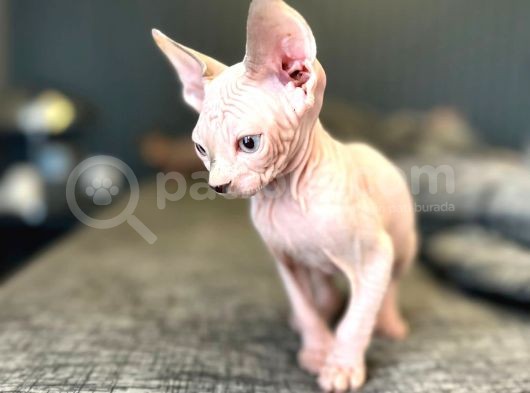 Show Kalite Mavi Gözlü Sphyx Yavrularımız görsel