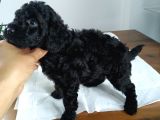Petmode Köpek Çiftliğinden  Balack Toy Poodle Yavrumuz