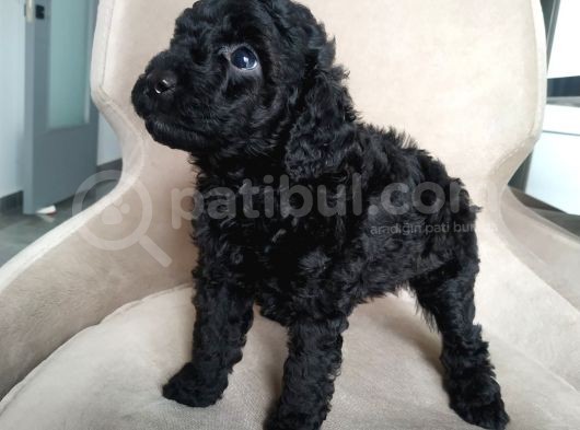 Petmode Köpek Çiftliğinden  Balack Toy Poodle Yavrumuz görsel