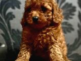 Petmode Köpek Çiftliğinden  Toy Poodle Yavrumuz