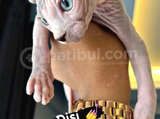 Show Kalite Mavi Gözlü Sphyx Yavrularımız görsel