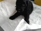 Petmode Köpek Çiftliğinden  Balack Toy Poodle Yavrumuz