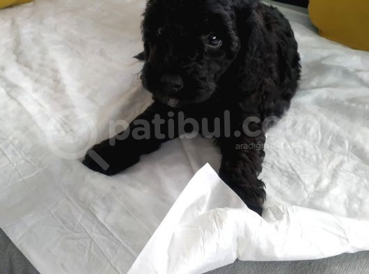 Petmode Köpek Çiftliğinden  Balack Toy Poodle Yavrumuz görsel