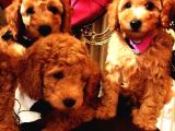 Petmode Köpek Çiftliğinden  Toy Poodle Yavrumuz