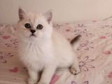 En Güzel British Shorthair Yavrularımız
