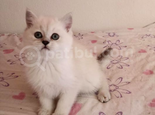 En Güzel British Shorthair Yavrularımız görsel