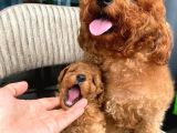 RED MALTİPOO KACIRMAYIN
