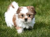 KIVIR KIVIR MALTİPOO UYGUN