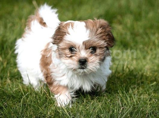 Kivir Kivir Malti̇poo Uygun