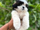 ARANAN RENK ARANAN KAN 1bucuk kg morkie 