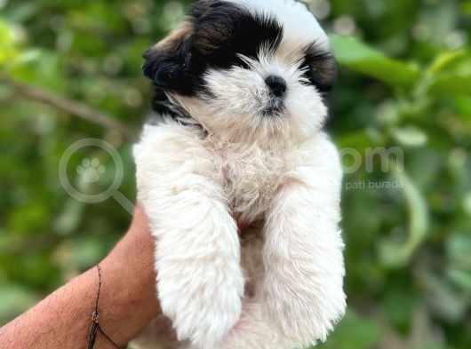 Aranan Renk Aranan Kan 1Bucuk Kg Morkie 