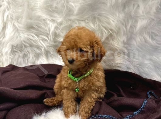 Red Red Red Teacuptoypoodle