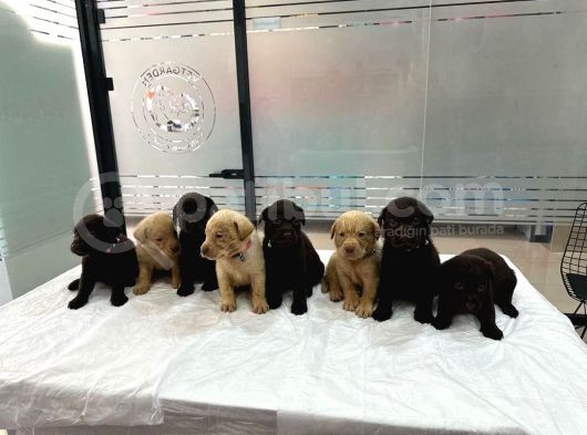 Sağlık Ve Irk Garantili Üst Kalite Labrador Yavruları görsel