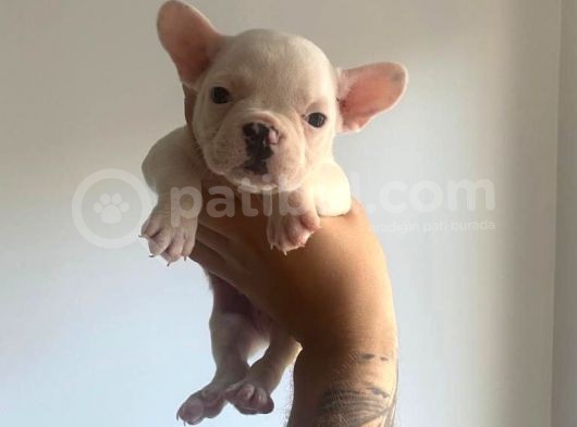Safkan French Buldog Yavrularimiz görsel