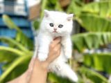 silver Britishshorthair yakışıklık oğlumuz