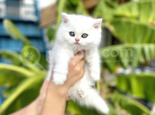 Silver Britishshorthair Yakışıklık Oğlumuz