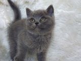 Ayi Surat Bri̇tti̇sh Shorthai̇r Di̇şi̇ Ve Erkek Yavrular