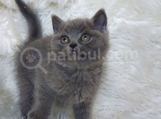 Ayi Surat Bri̇tti̇sh Shorthai̇r Di̇şi̇ Ve Erkek Yavrular görsel