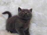 Ayi Surat Bri̇tti̇sh Shorthai̇r Di̇şi̇ Ve Erkek Yavrular