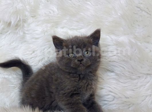 Ayi Surat Bri̇tti̇sh Shorthai̇r Di̇şi̇ Ve Erkek Yavrular