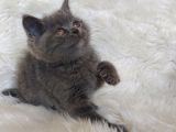 Ayi Surat Bri̇tti̇sh Shorthai̇r Di̇şi̇ Ve Erkek Yavrular