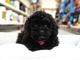 Black Legend Toy Puppy