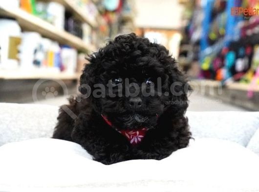 Black Legend Toy Puppy