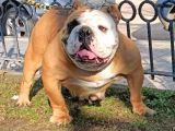 Üst Düzey İngi̇li̇z Buldog Yavrular