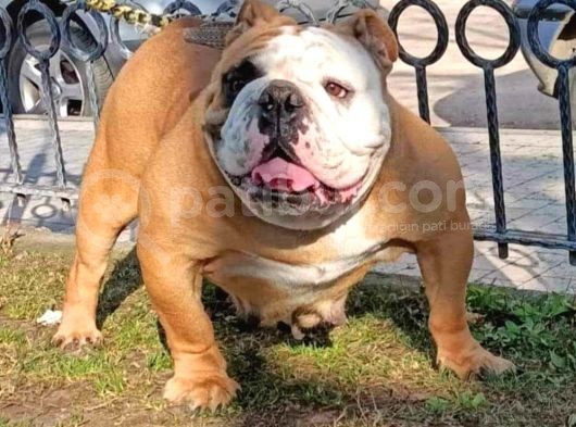 Üst Düzey İngi̇li̇z Buldog Yavrular görsel
