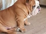 ÜST DÜZEY İNGİLİZ BULDOG YAVRULAR