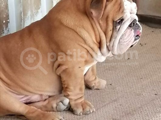 Üst Düzey İngi̇li̇z Buldog Yavrular