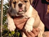 Üst Düzey İngi̇li̇z Buldog Yavrular