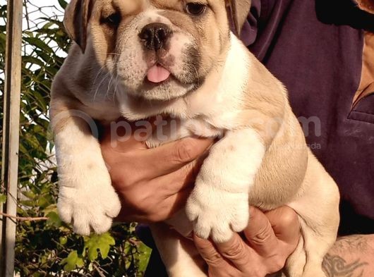 Üst Düzey İngi̇li̇z Buldog Yavrular görsel