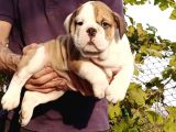 Üst Düzey İngi̇li̇z Buldog Yavrular