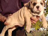 Üst Düzey İngi̇li̇z Buldog Yavrular