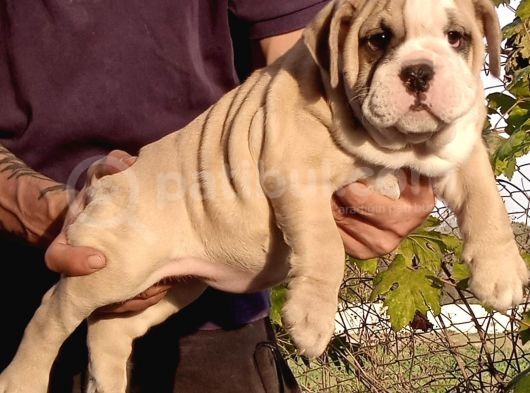 Üst Düzey İngi̇li̇z Buldog Yavrular görsel