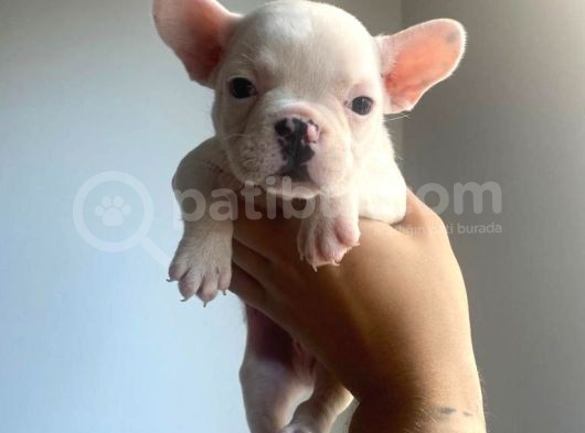 Saf Kan French Buldog Bebekler