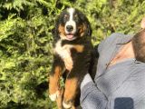 Bernese Mountai̇n Dog İstanbul Di̇şi̇ Erkek