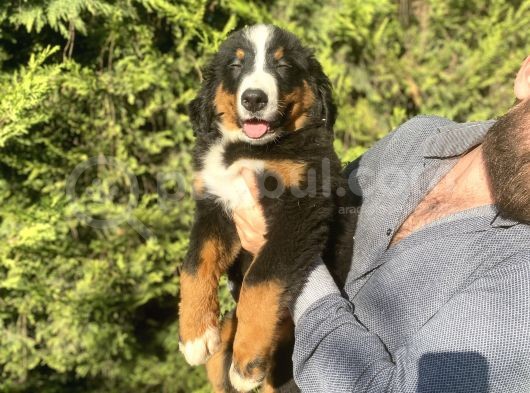 Bernese Mountai̇n Dog İstanbul Di̇şi̇ Erkek görsel