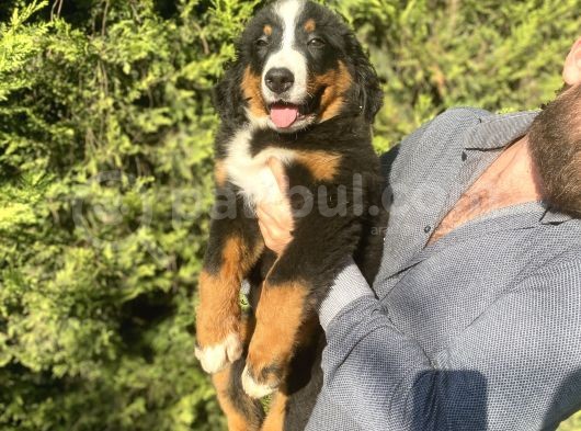 Bernese Mountai̇n Dog İstanbul Di̇şi̇ Erkek görsel