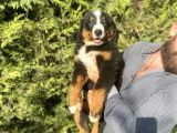 BERNESE MOUNTAİN DOG İSTANBUL DİŞİ ERKEK